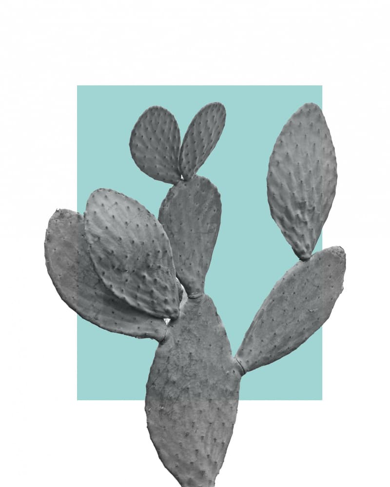 Cactus Teal Block by Bronwyn Baker — canvas wall art