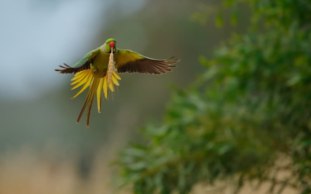 Green Parrot Harvest Flight by Assaf Gavra — canvas wall art