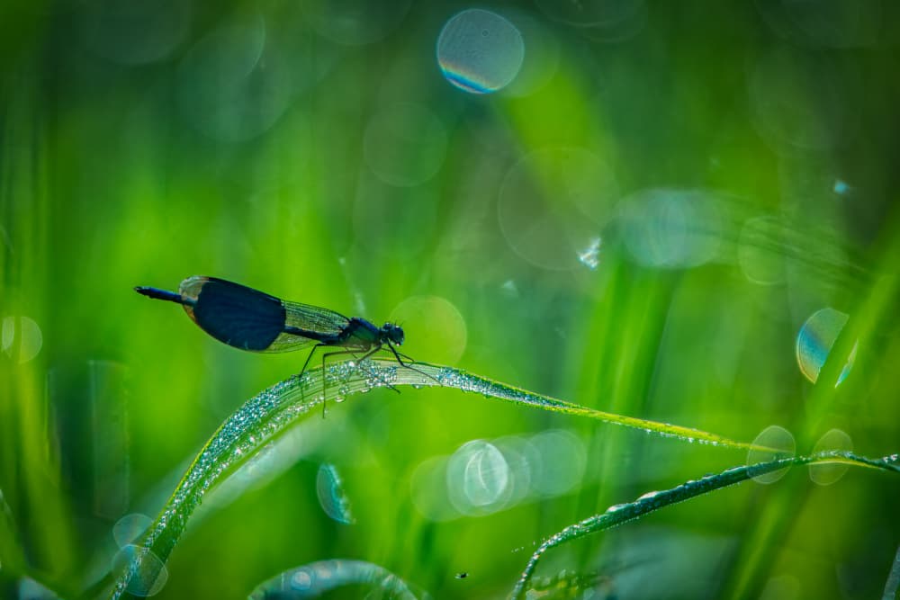 Damselfly On Dewy Grass by Piet Haaksma — canvas wall art