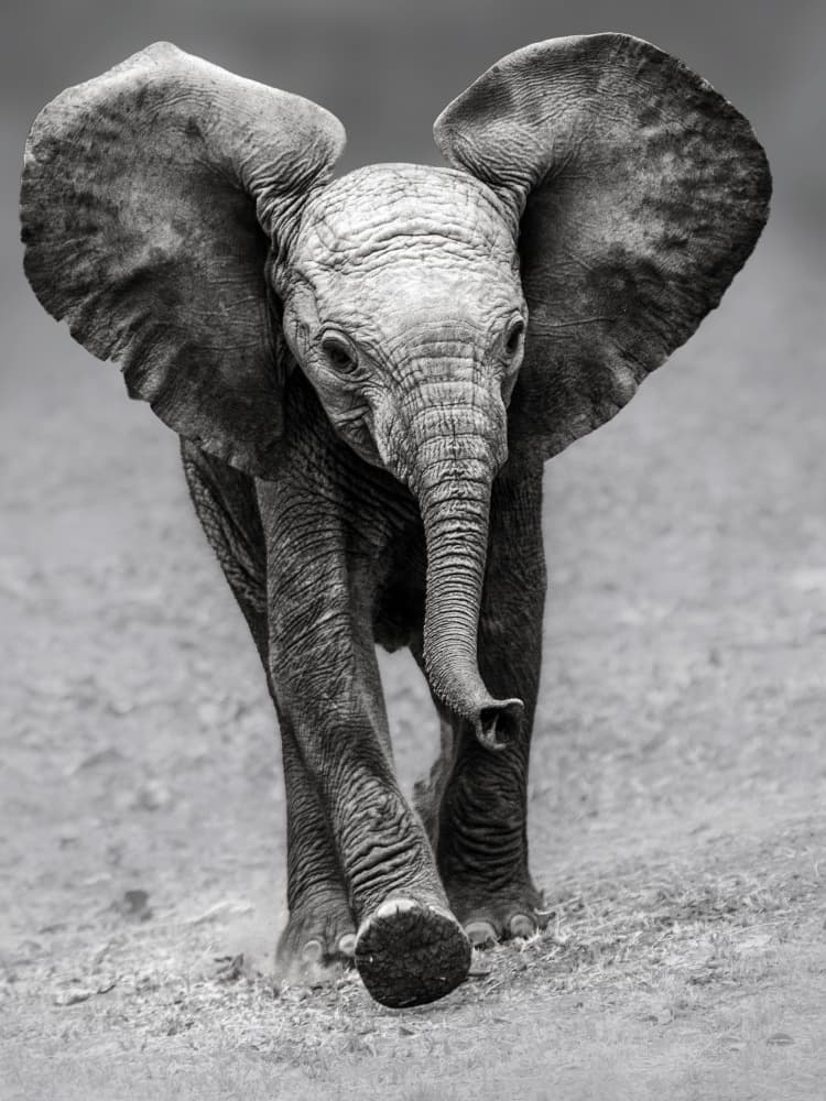 Walking Baby Elephant by Pavol Stranak — canvas wall art