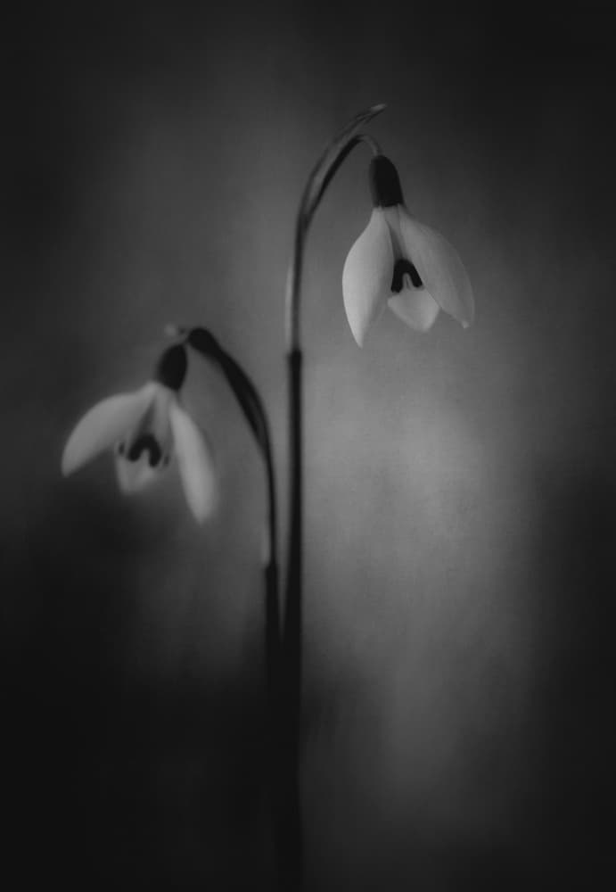 Delicate Snowdrops by Lotte Grønkjær — canvas wall art