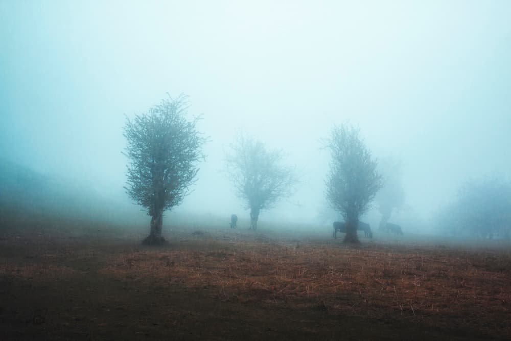 Misty Trees and Horses by Asef Azimaie — canvas wall art