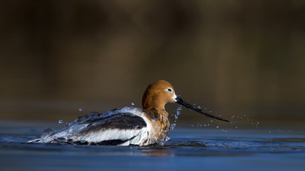 Elegant Avocet Splash by verdon — canvas wall art