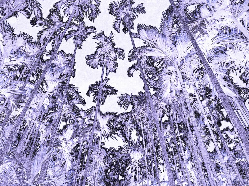 Ethereal Purple Palms by Santhosh ch — canvas wall art