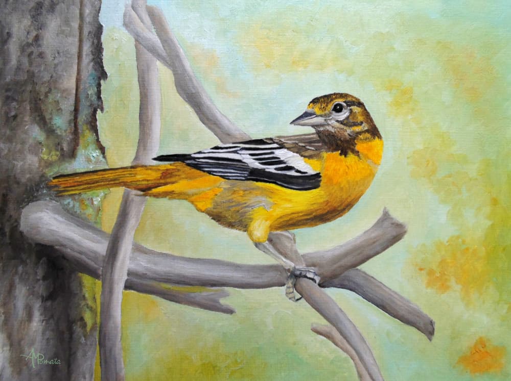 Vibrant Oriole Perched by Angeles M. Pomata — canvas wall art