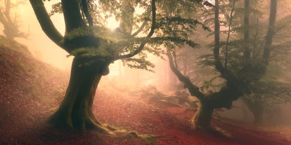 Enchanted Autumn Mist by Roberto Rivera — canvas wall art
