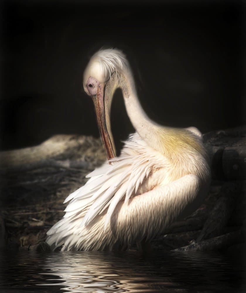 Elegant White Pelican by Anna Cseresnjes — canvas wall art