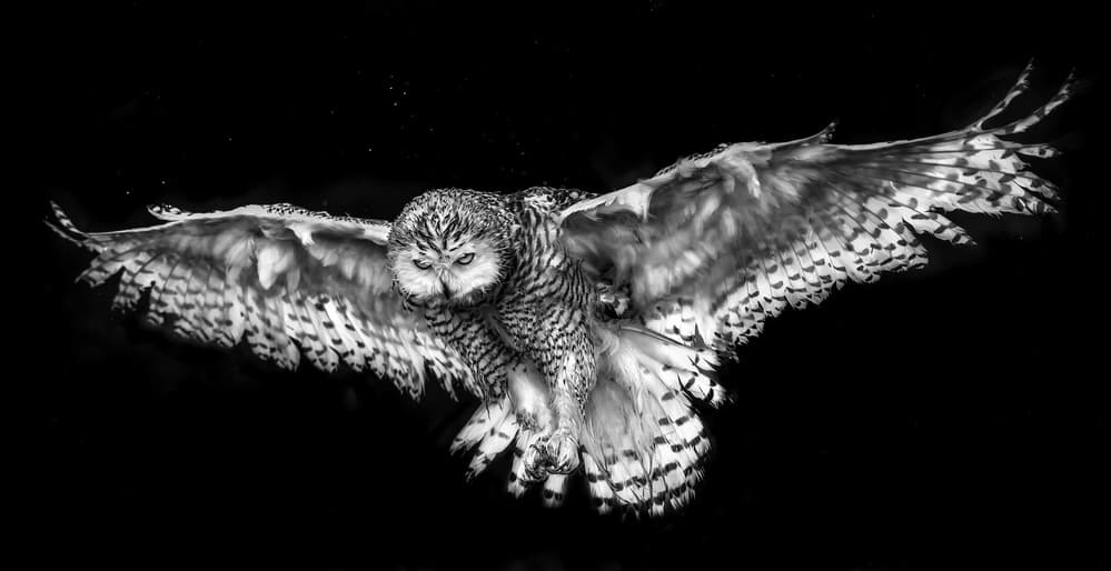 Graceful Owl Flight by Susan Breau — canvas wall art