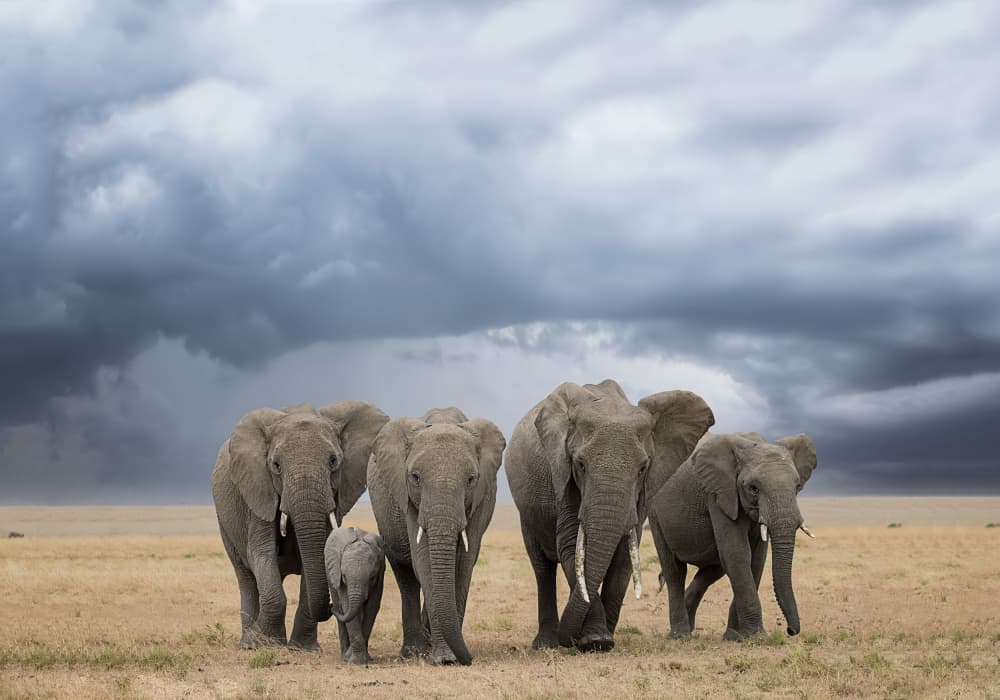 African Elephant Family Storm by Renee Doyle — canvas wall art