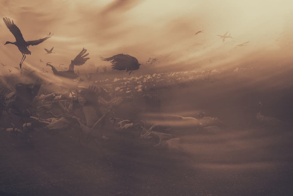 Ethereal Crane Migration by Keren Or — canvas wall art