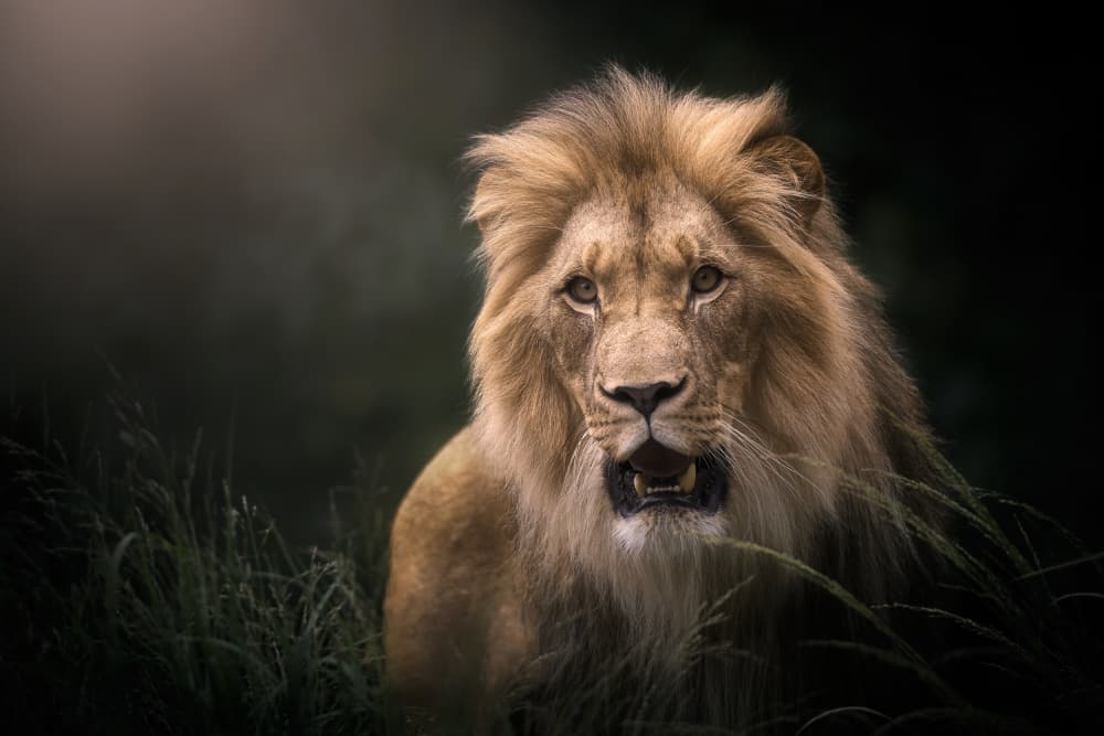 Fierce Lion Gaze by Ricardo Gayan — canvas wall art