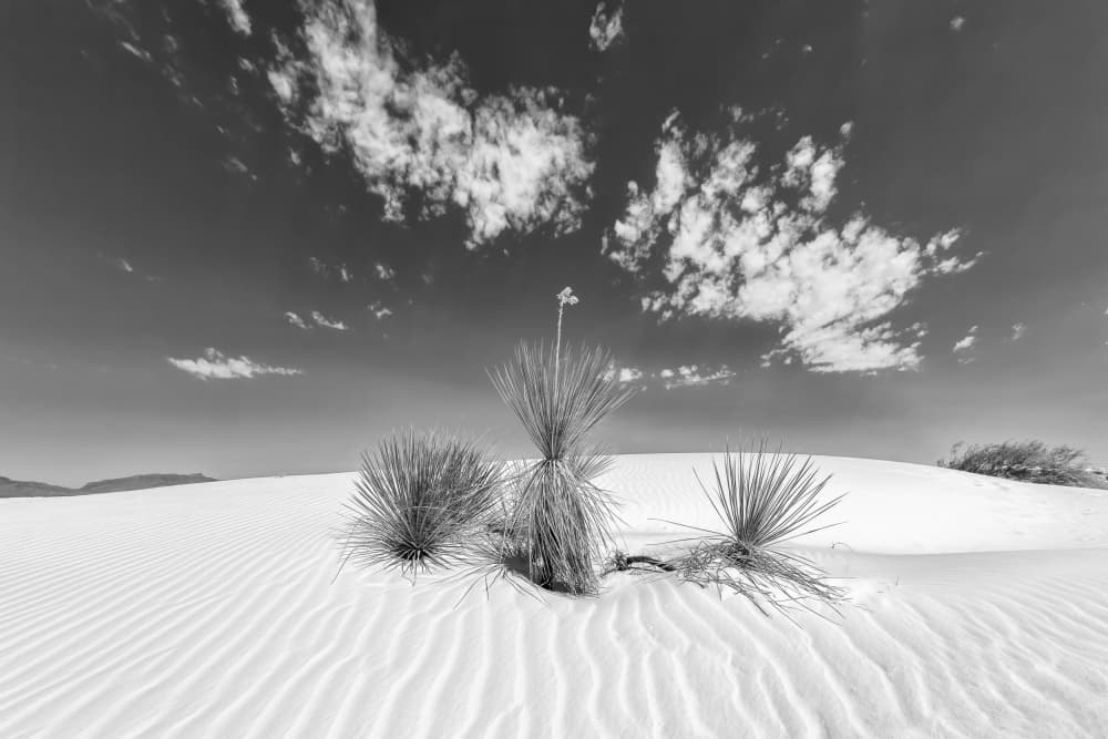 Desert Plants and Dunes by Melanie Viola — canvas wall art