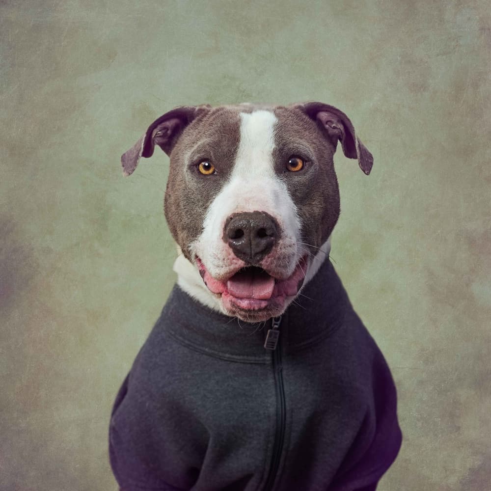 Friendly Dog In Hoodie by Tammy Swarek — canvas wall art
