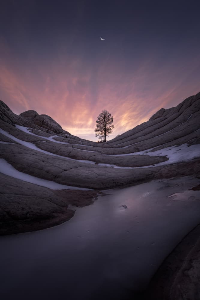 Lone Tree Crescent Moon by Xiaopeng Guan — canvas wall art