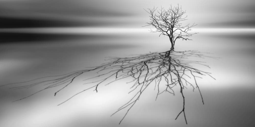 Monochrome Tree Reflection by Leif Løndal — canvas wall art