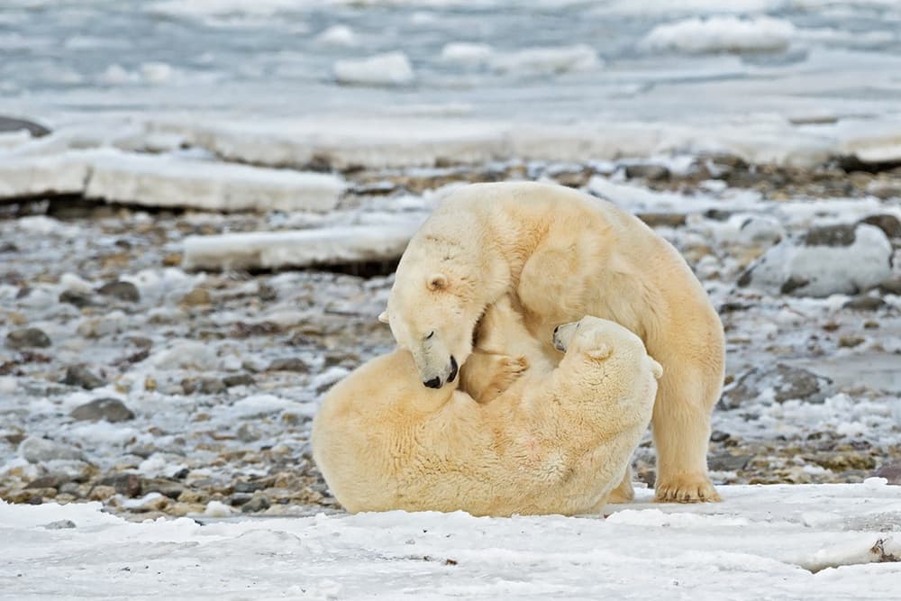 Playing Polar Bears by Marco Pozzi — canvas wall art