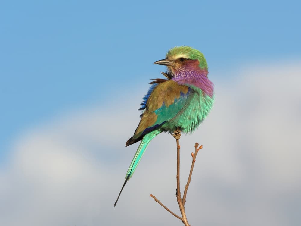 Vibrant Lilac Roller by kahi — canvas wall art