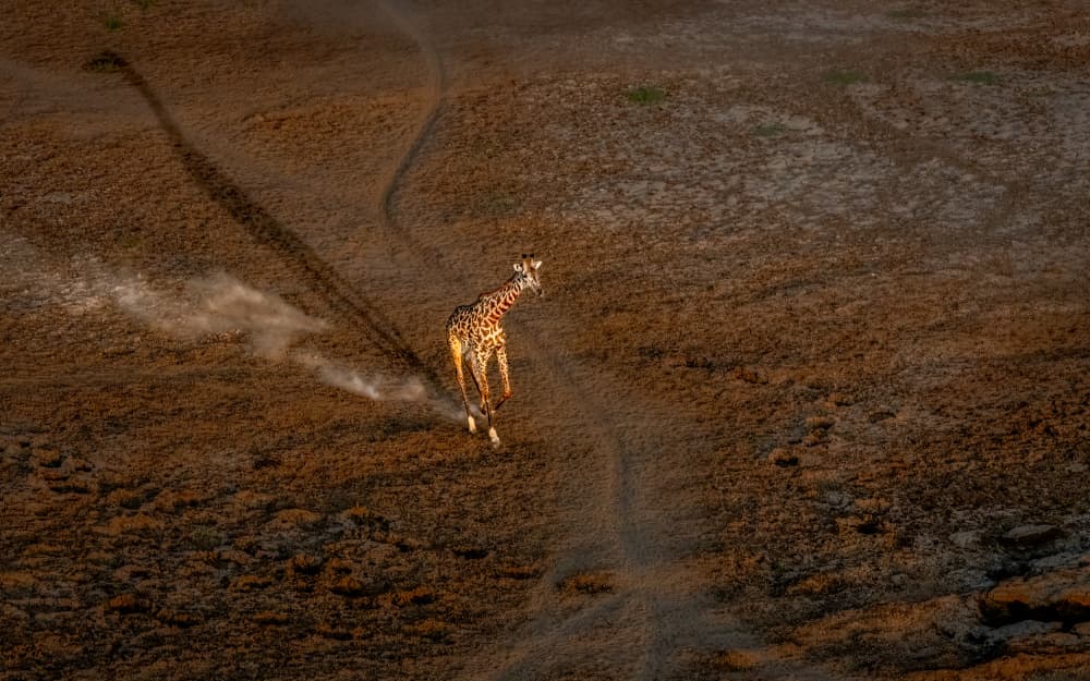 Running Giraffe Dust Trail by John J. Chen — canvas wall art