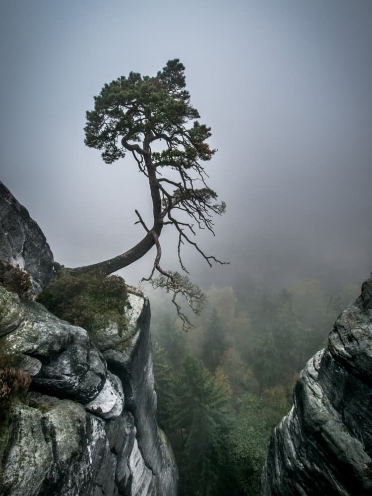 Misty Mountain Pine by Andreas Wonisch — canvas wall art