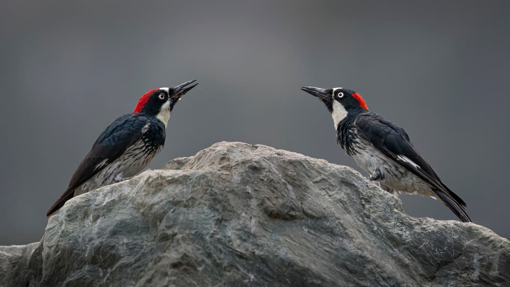 Acorn Woodpecker Pair by Tracy — canvas wall art
