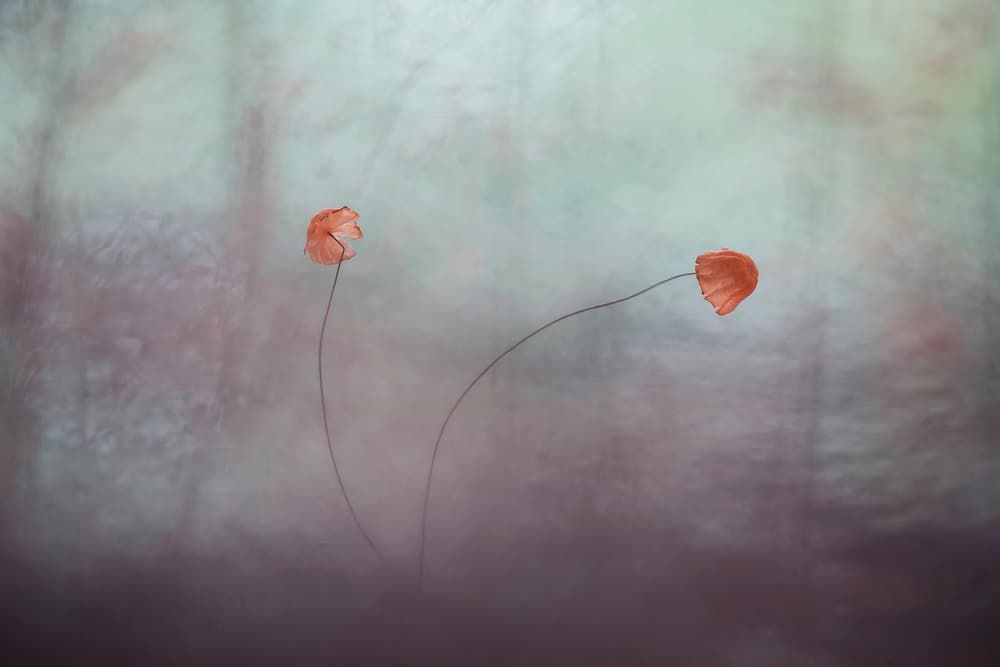 Ethereal Jellyfish Dance by Abdul Gapur Dayak — canvas wall art