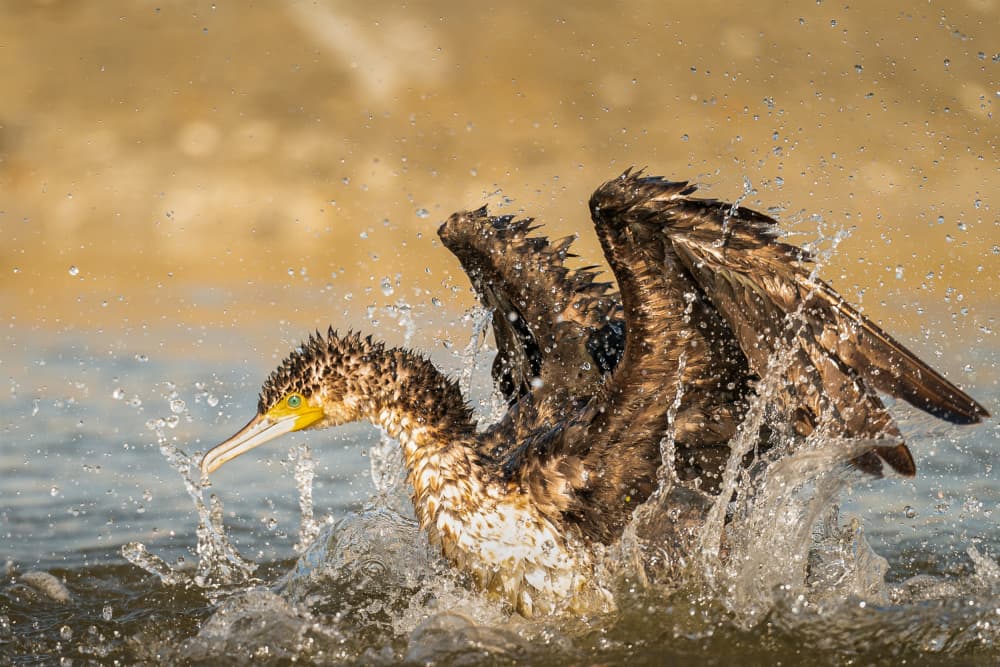 Splashing Cormorant Bath by Ahmed Sobhi — canvas wall art
