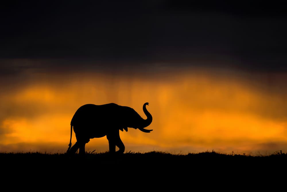 African Elephant Sunset by Xavier Ortega — canvas wall art