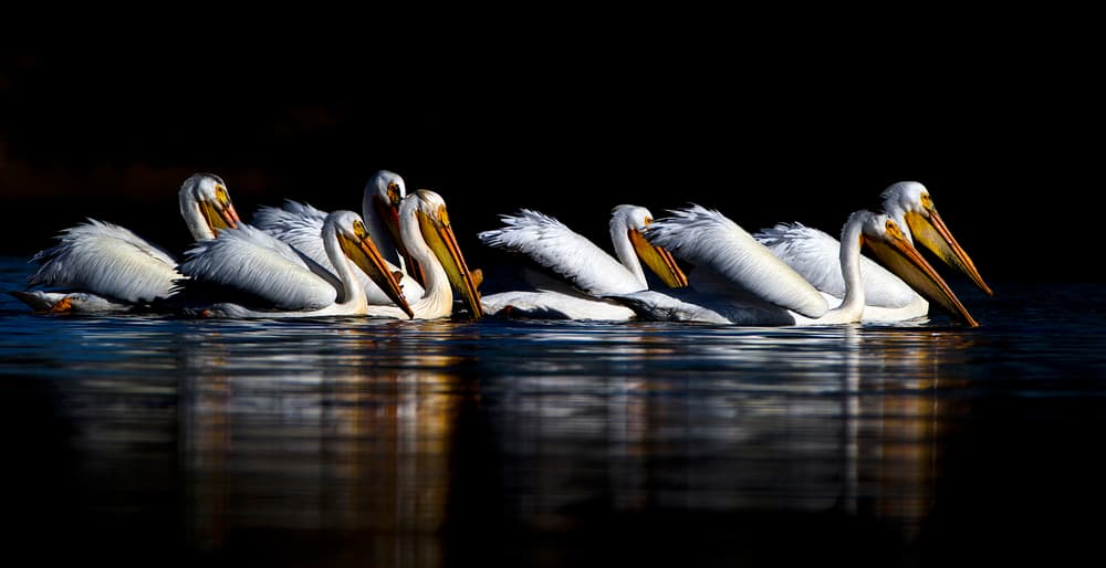 White Pelicans on Dark Water by verdon — canvas wall art