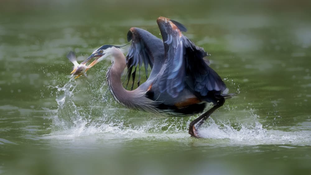 Blue Heron Catches Fish by Sheila Xu — canvas wall art