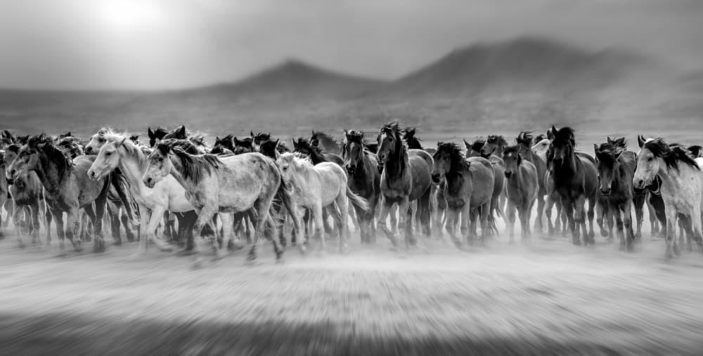 Galloping Horse Herd by Mustafa öztürk — canvas wall art