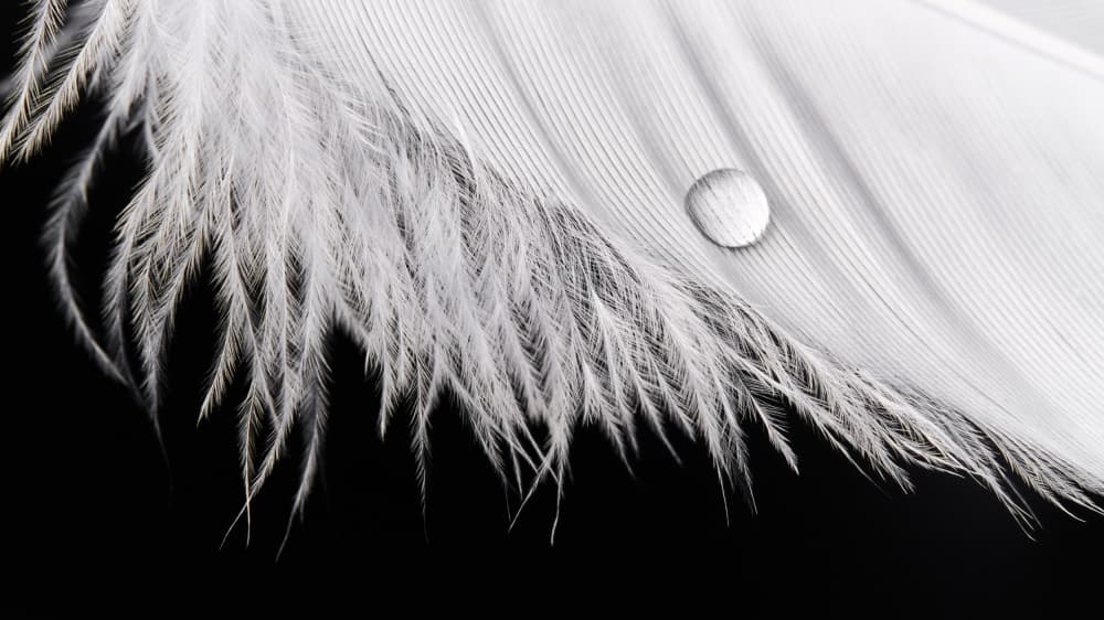 White Feather Droplet by Drazen Sokac — canvas wall art