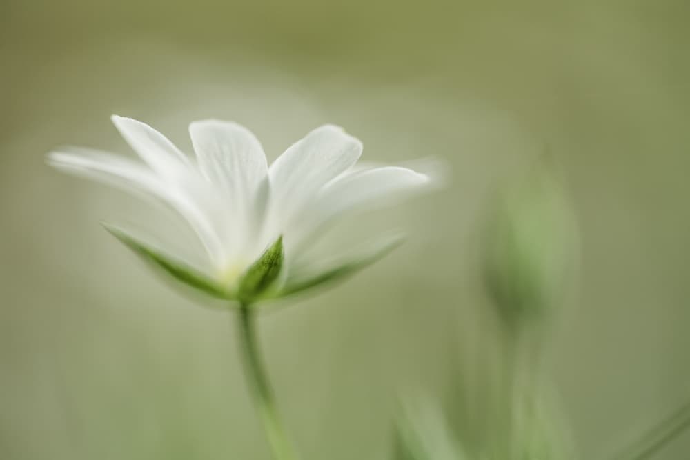 Soft White Flower by Roelof de Hoog — canvas wall art