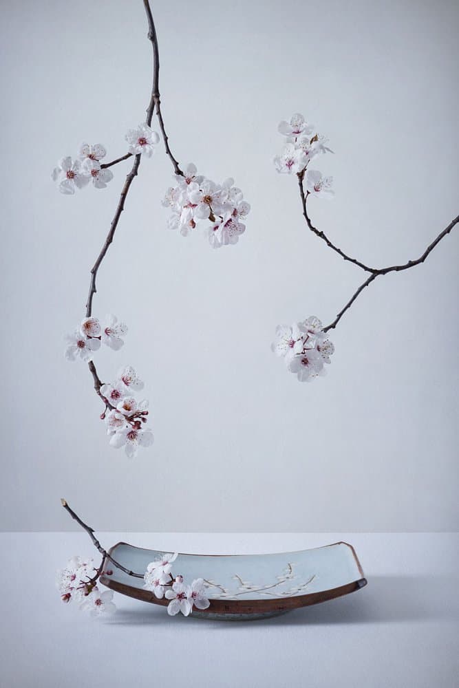 Delicate Sakura Still Life by Inna Karpova — canvas wall art