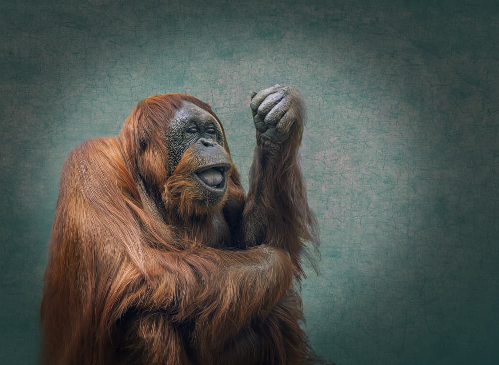 Joyful Orangutan Smile by Esteban Rios — canvas wall art