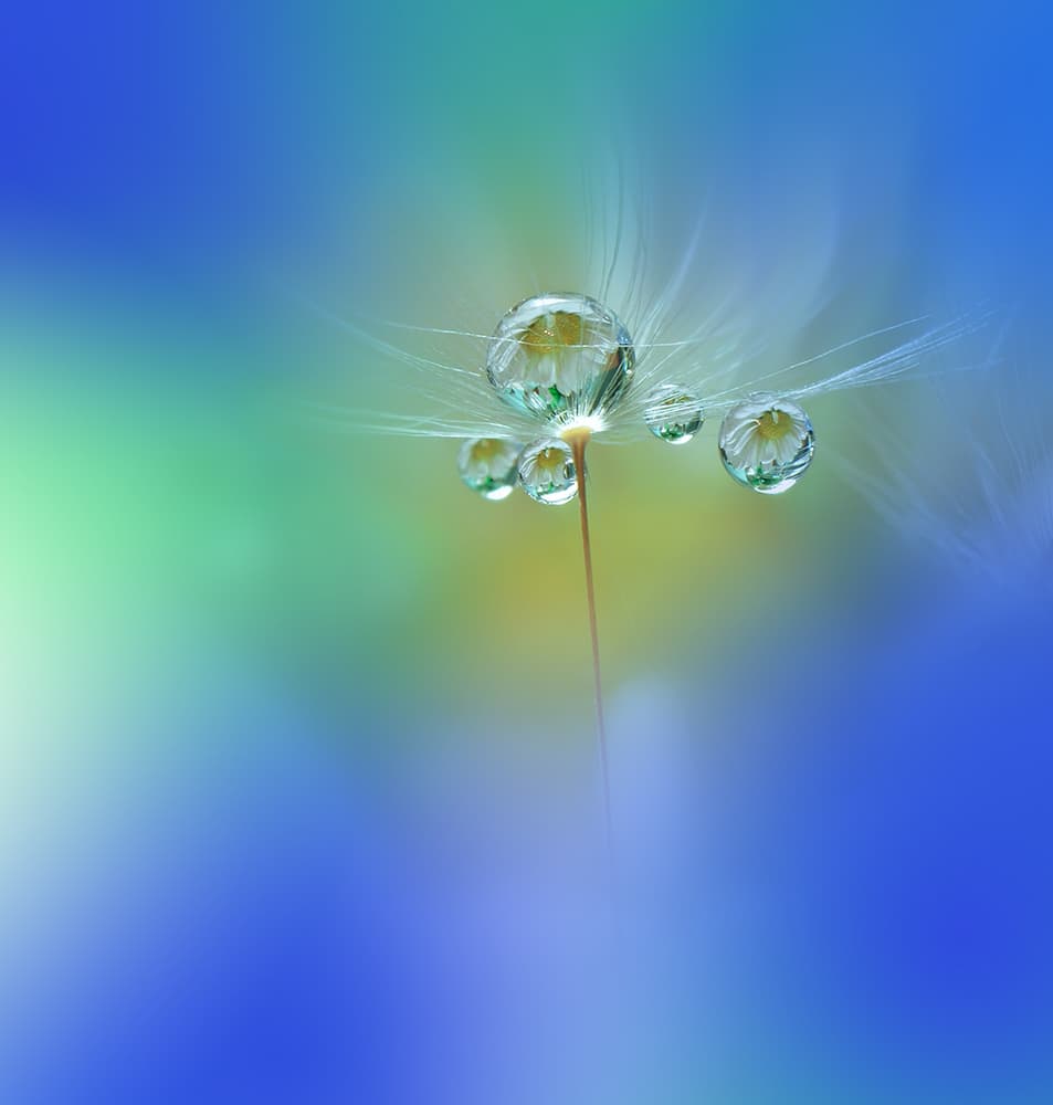 Delicate Dandelion Drops by Juliana Nan — canvas wall art