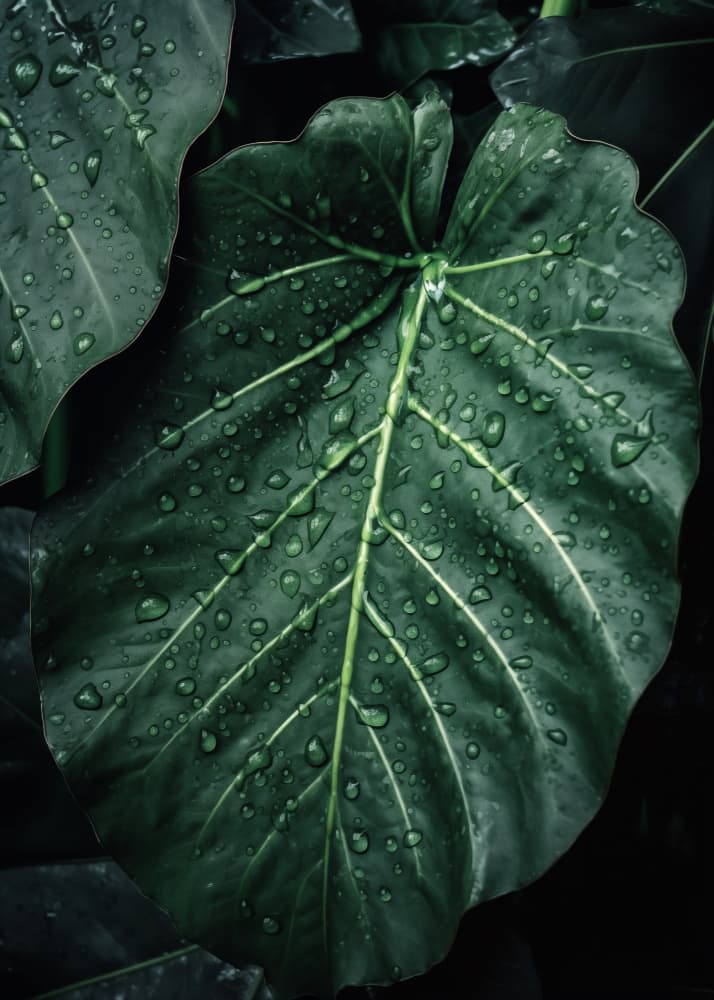 Dark Leaf Water Drops