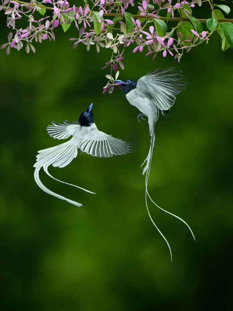 Exotic Birds Sharing Flowers by Rubby Adhisuria — canvas wall art