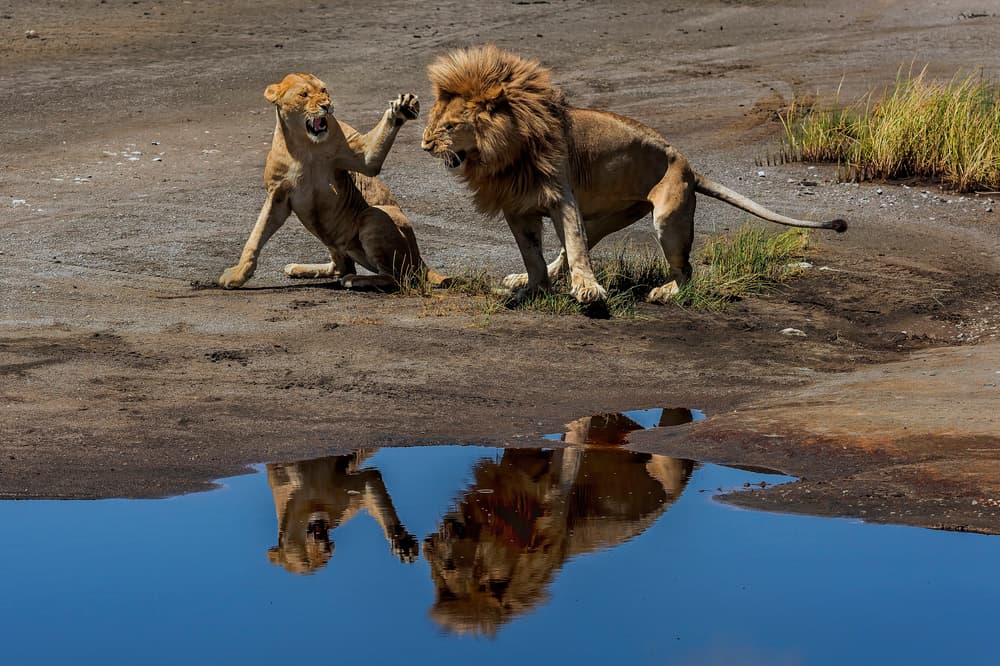 Roaring Lions Reflected by Giuseppe DAmico — canvas wall art