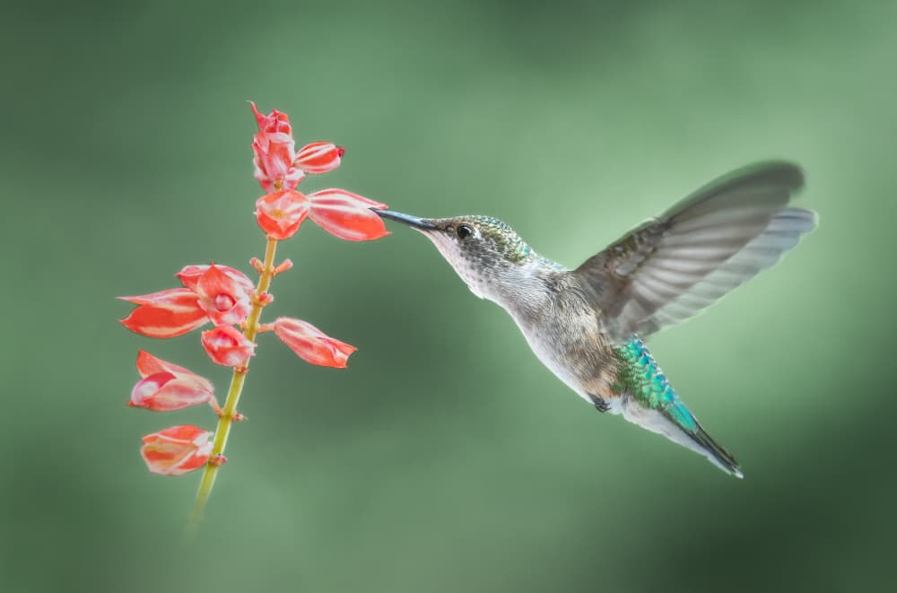 Hummingbird Nectar Sip by Atul Saluja — canvas wall art