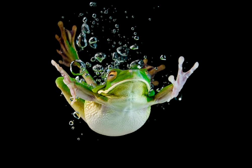 Playful Frog Underwater by Kurit Afsheen — canvas wall art