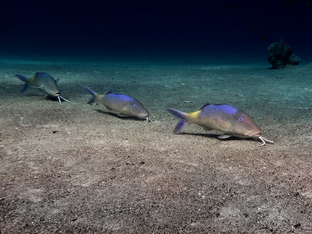 Three Fish Ocean Floor by Dani Barchana — canvas wall art