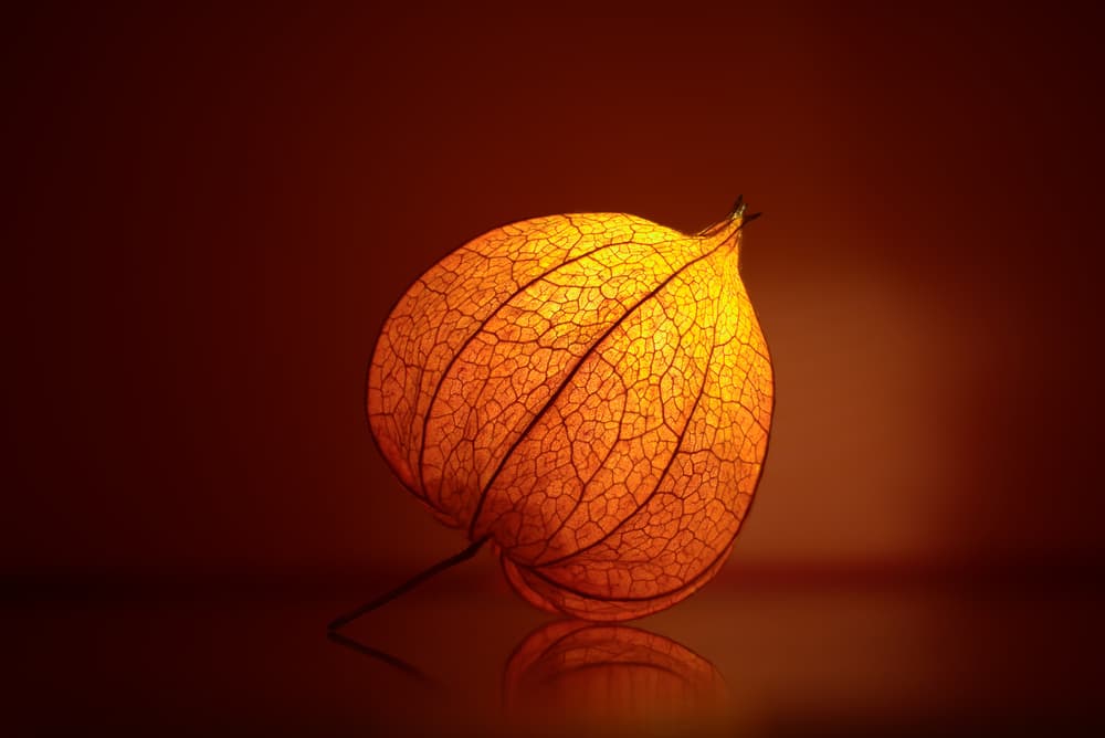 Glowing Physalis Lantern by Rina Barbieri — canvas wall art