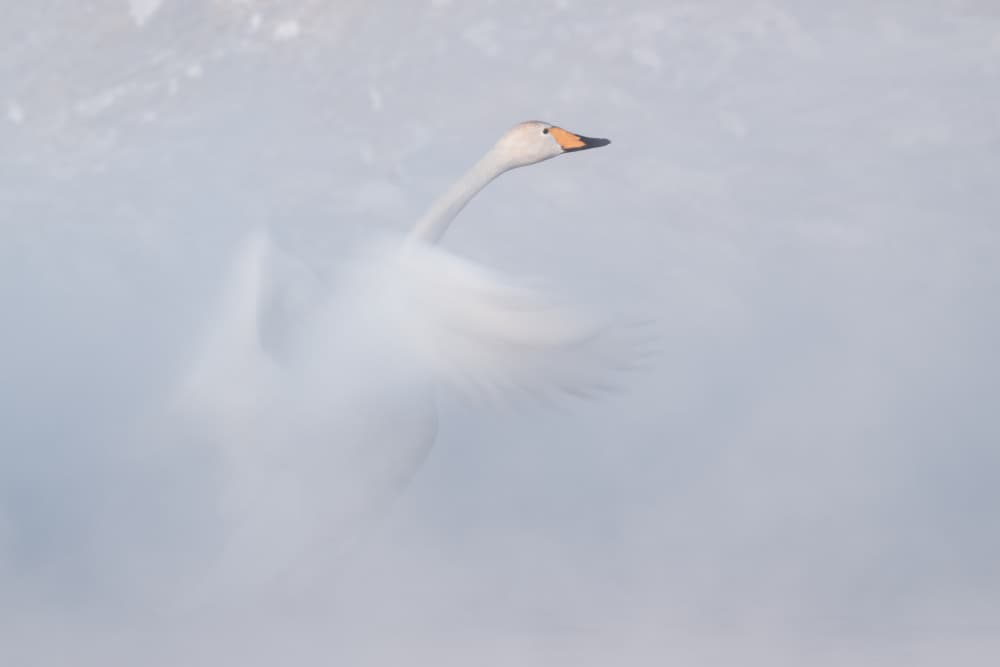 Elegant Winter Swan by Alexandr Kukrinov — canvas wall art