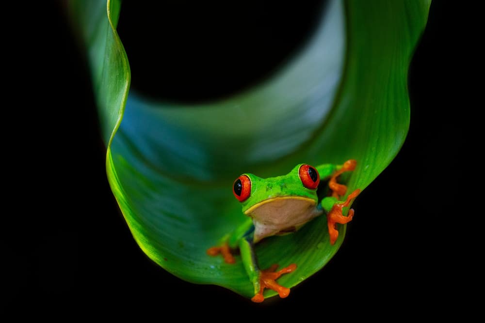Red-Eyed Tree Frog by Marc Meijlaers — canvas wall art