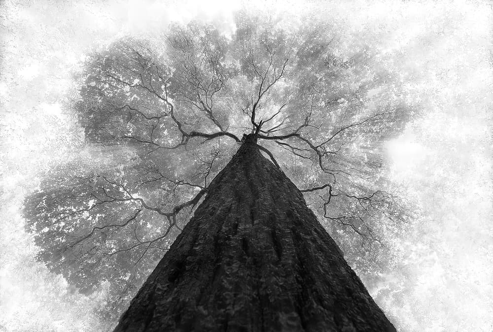 Majestic Tree Canopy by Ekkachai Khemkum — canvas wall art