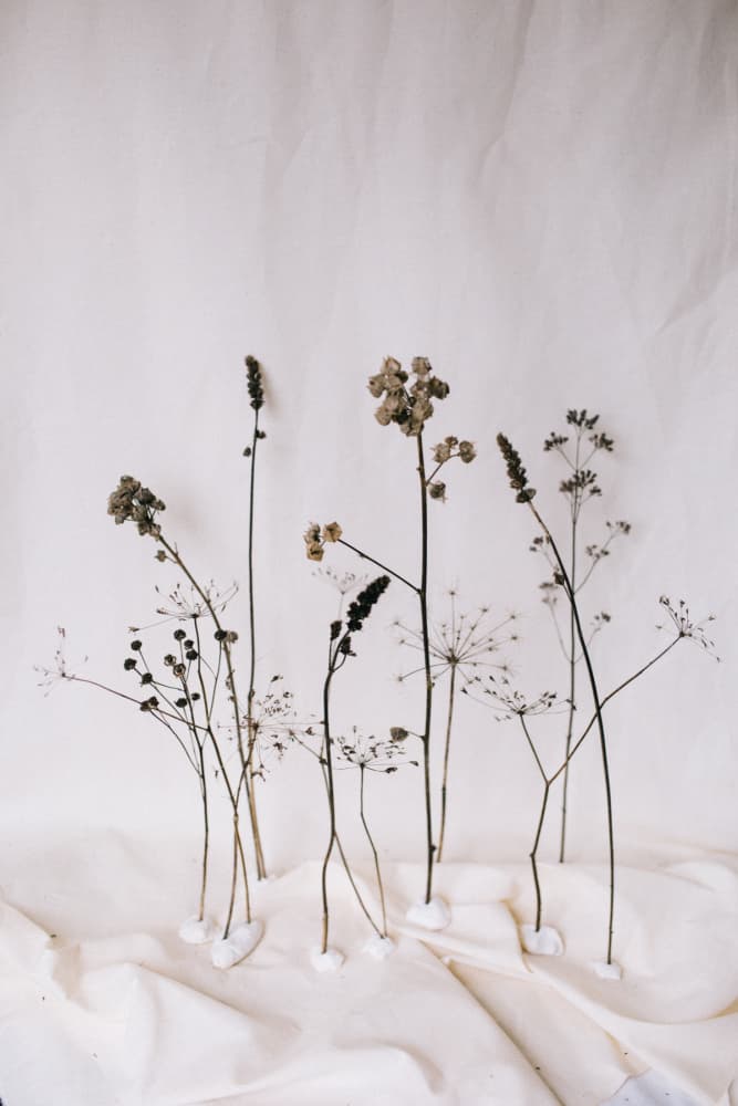 Minimalist Dried Botanicals by Masha Bakker Matijevic — canvas wall art