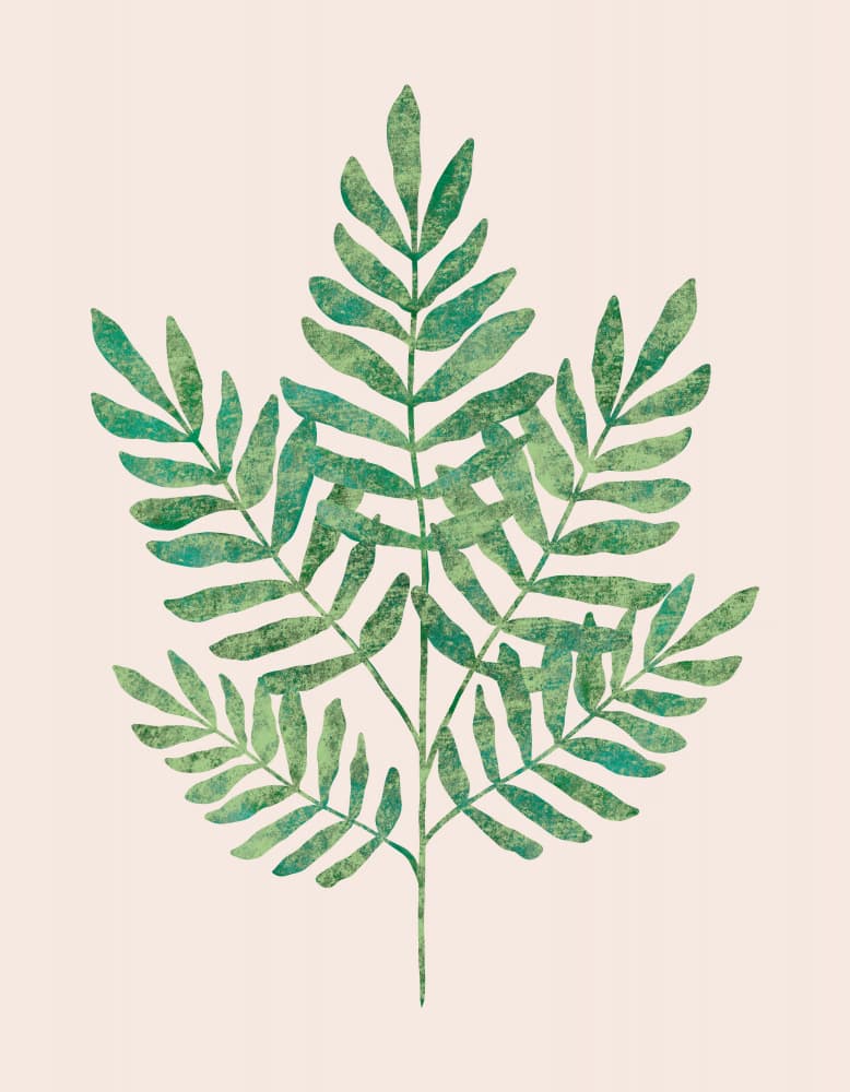 Indie Fern Frond by Kristian Gallagher — canvas wall art