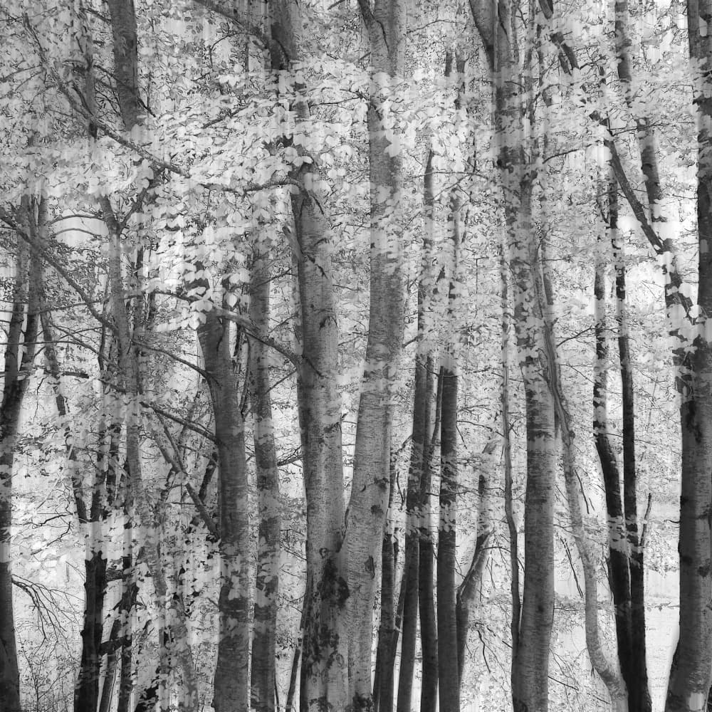 Serene Forest Light by Piero Consoli — canvas wall art
