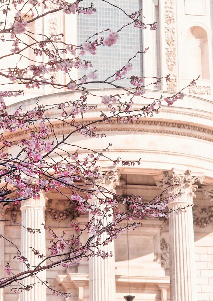 Pink Blossoms Classical Building by Talitha McQueen — canvas wall art