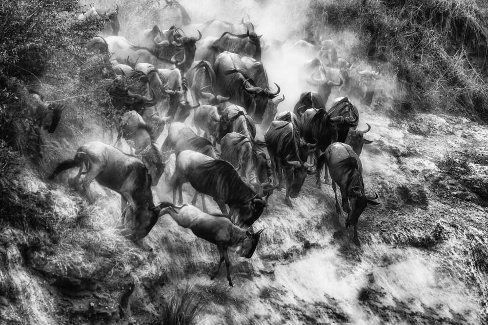 Wildebeest Migration Stampede by Mohammed Alnaser — canvas wall art